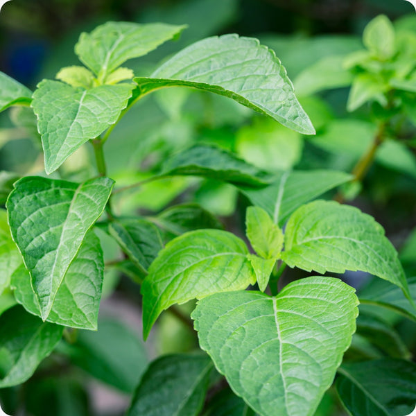 Tulsi seeds Vana Basil Ocimum gratissimum plant for home gardening