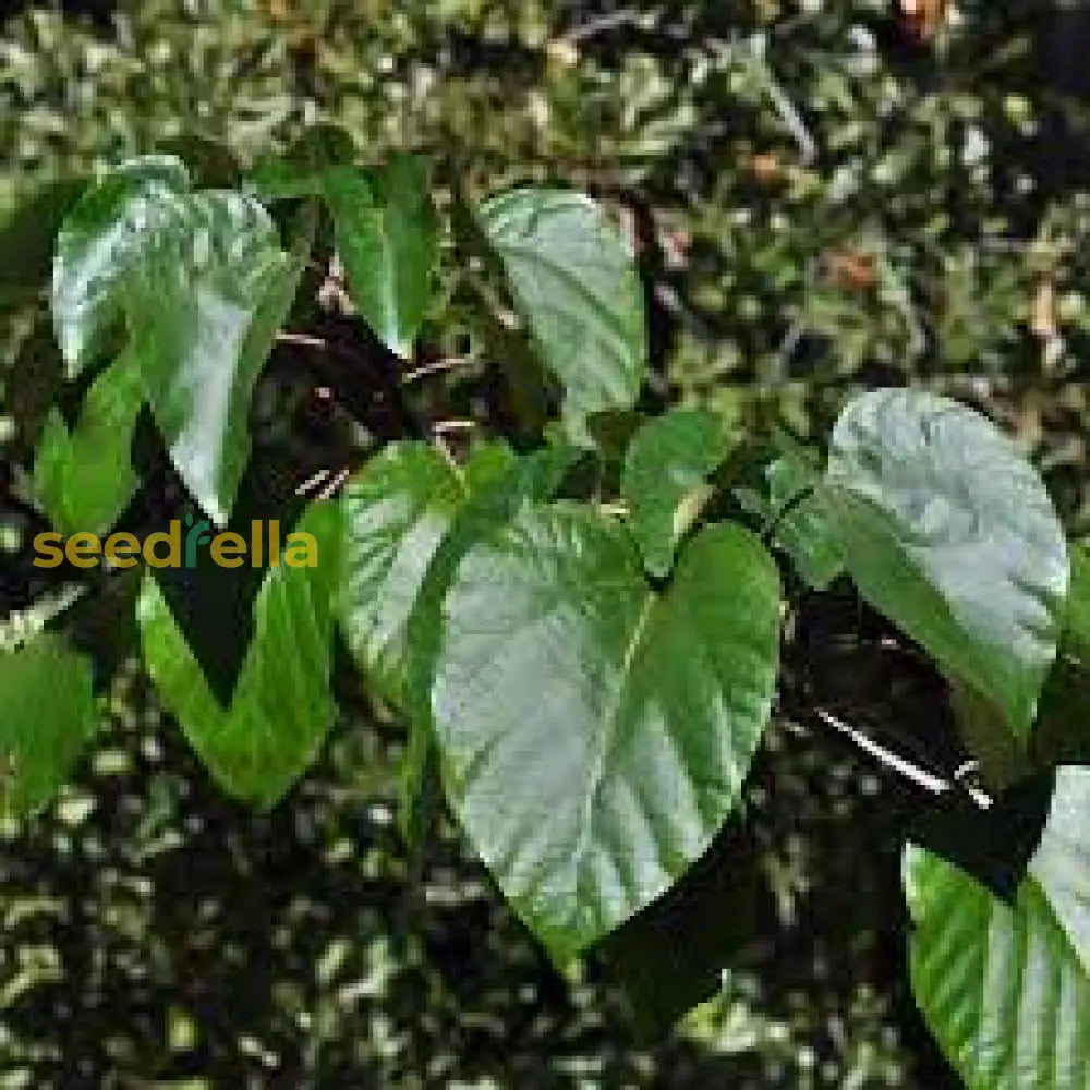 Buy Tung Tree Planting Seeds: Premium Quality Seeds for Cultivating ...