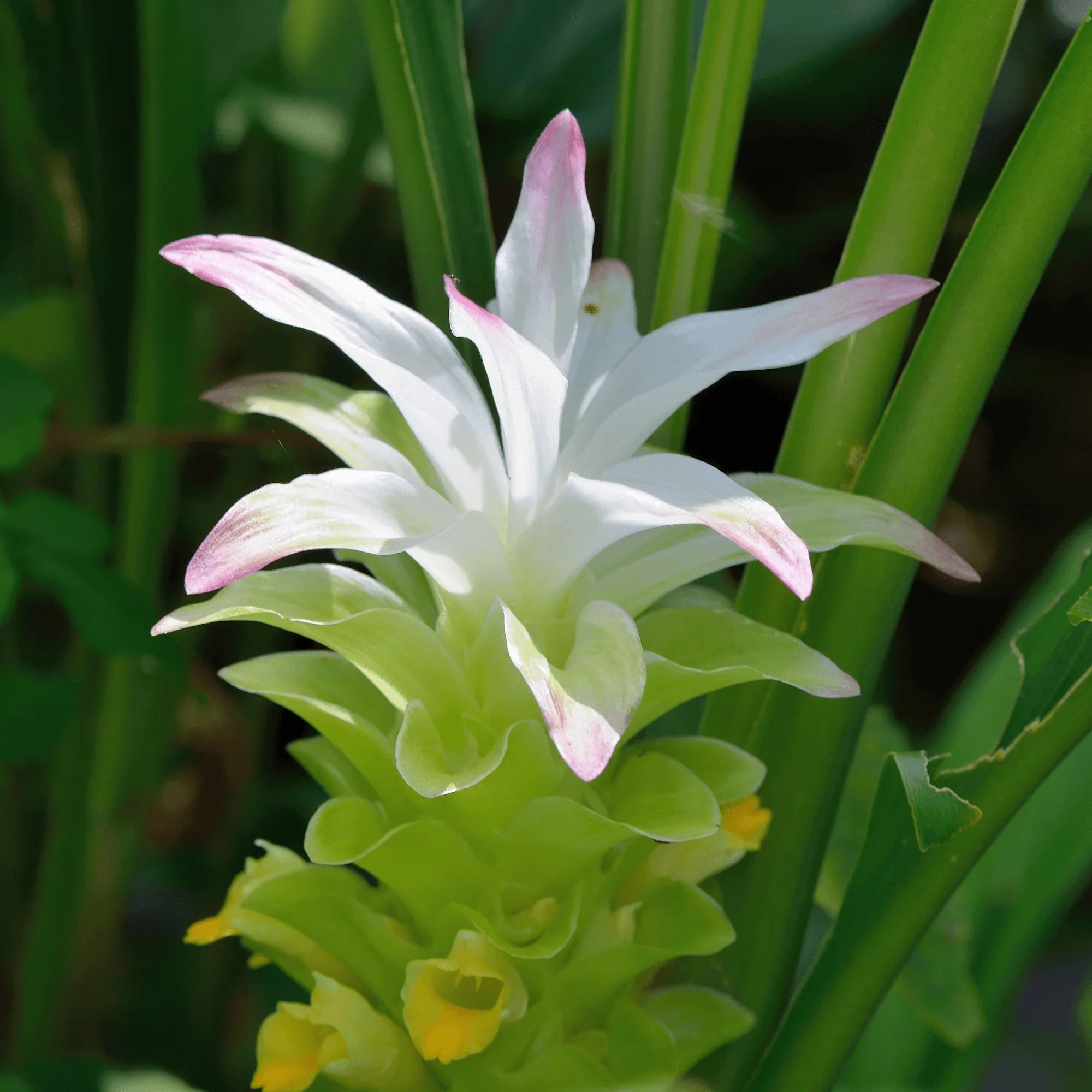 Curcuma Longa Flower Seeds For Easy Planting