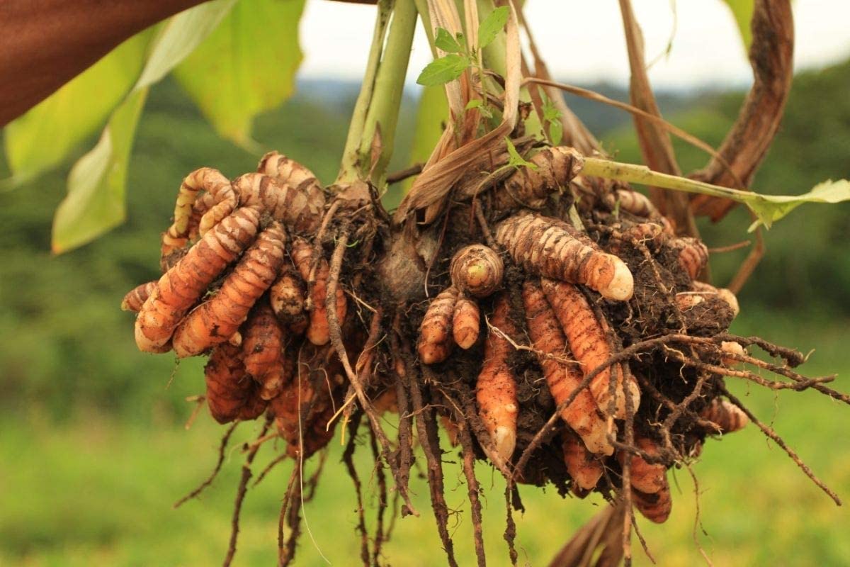 Close-up of Turmeric leaves for home garden