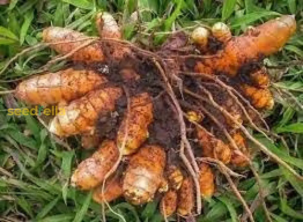 Turmeric Plant Seeds Planting