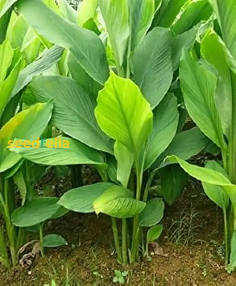 Turmeric Plant Seeds Planting