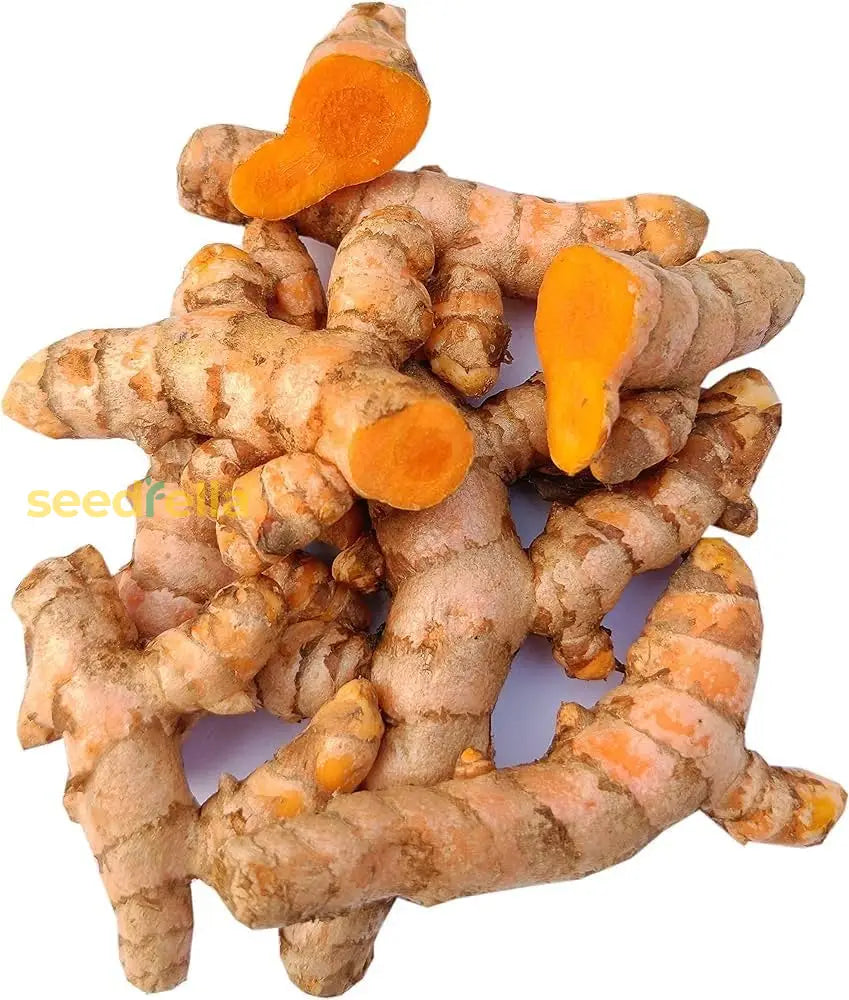 Turmeric Root Planting Seeds For Healing