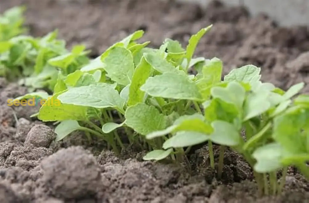 Turnip Plant Seeds For Thriving Vegetable Gardens  Perfect Planting