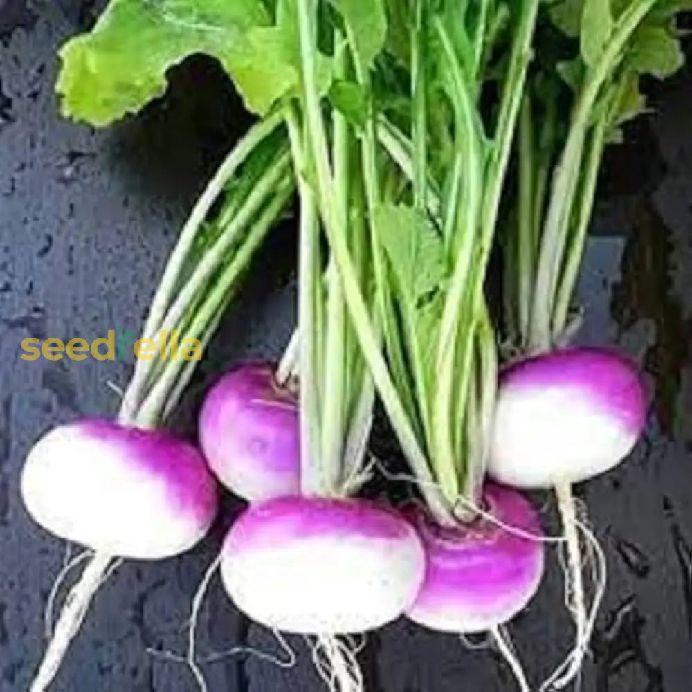 Turnip Plant Seeds For Thriving Vegetable Gardens  Perfect Planting