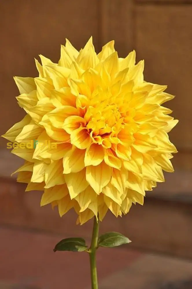 Two-Color Dahlia Flower Seeds For Planting: Vibrant Yellow Blooms To Enrich Your Garden