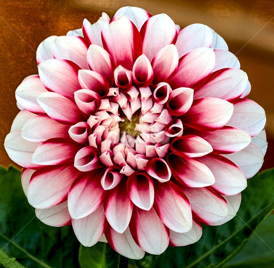 Two-Color Dahlia Flower Seeds for Planting