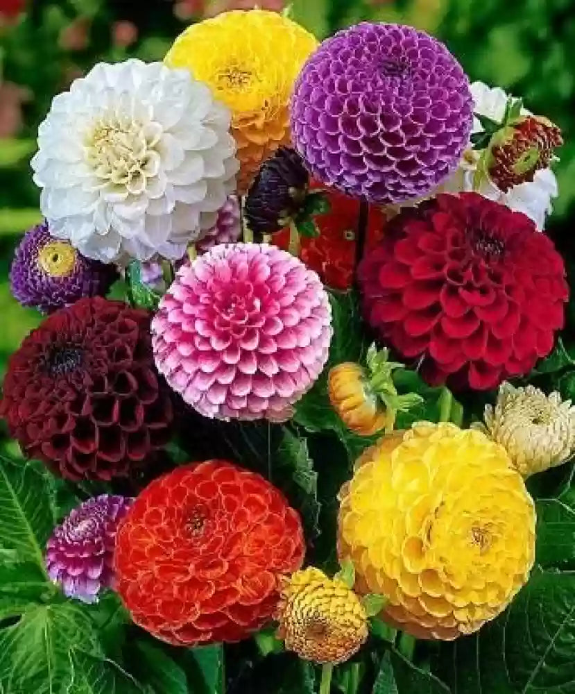 Two Color Dahlia Flower Seeds for Vibrant Garden Planting