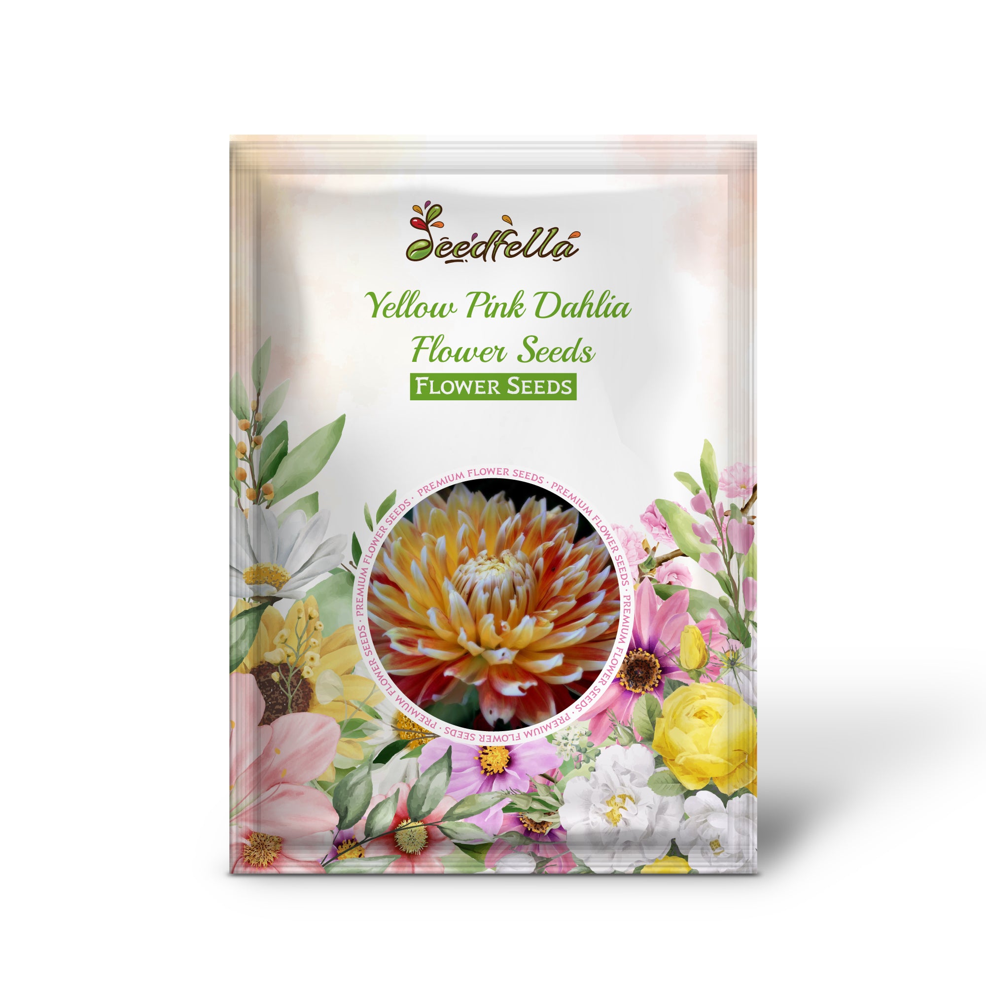  Vibrant Yellow and Pink Dahlia Blooms