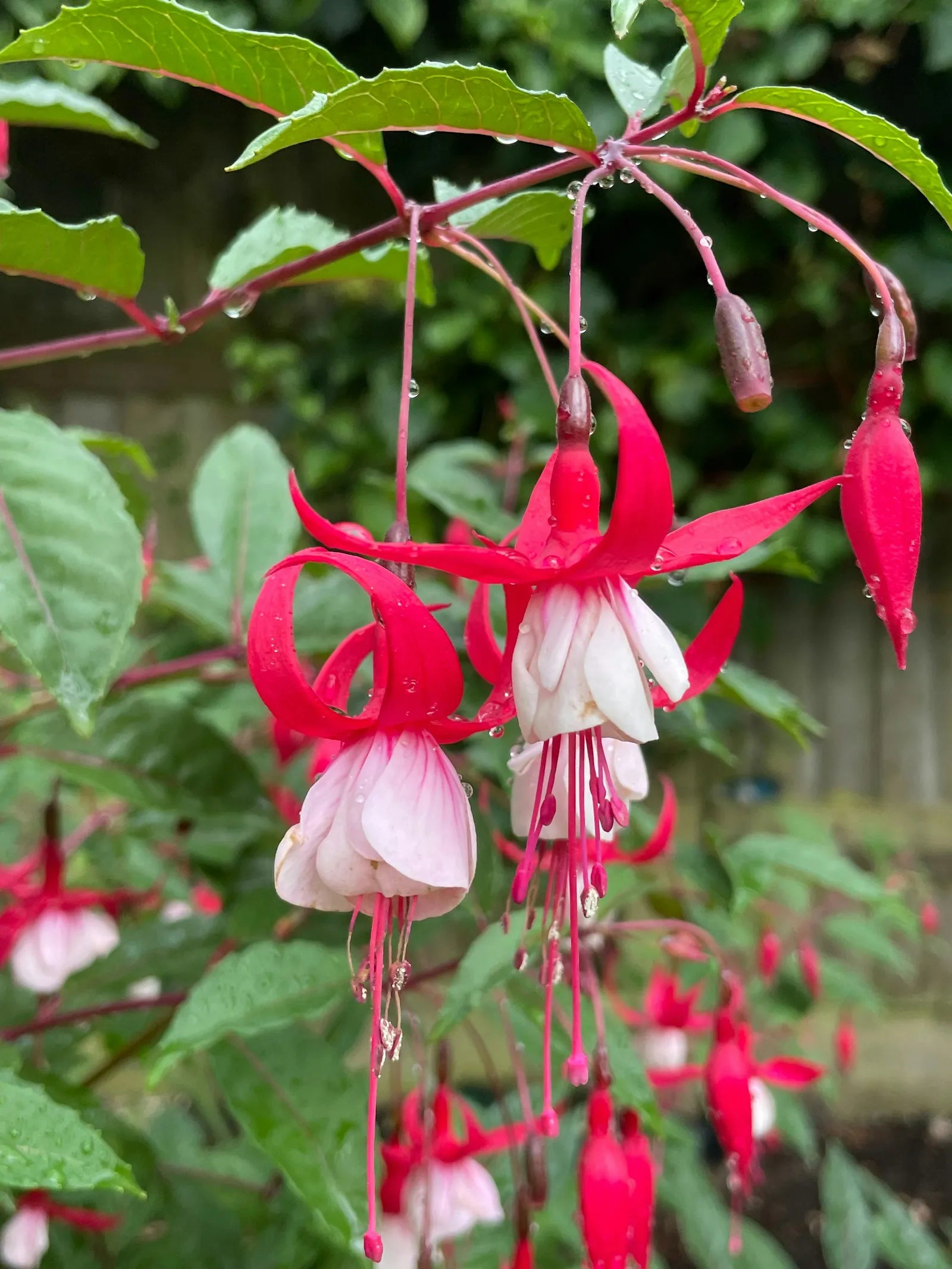 Two-Tone Fuchsia Garden Seeds for Shaded Areas