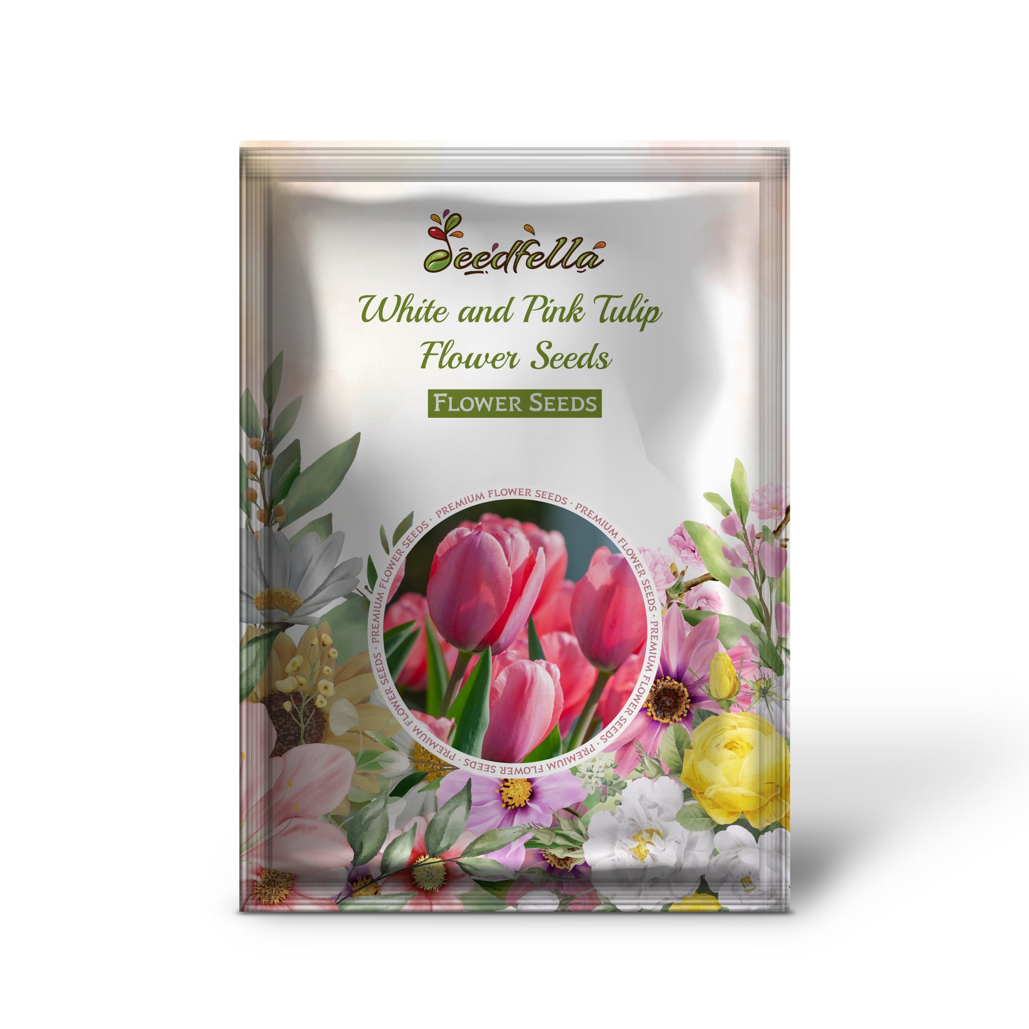 Vibrant White and Pink Tulip Blooms in Garden