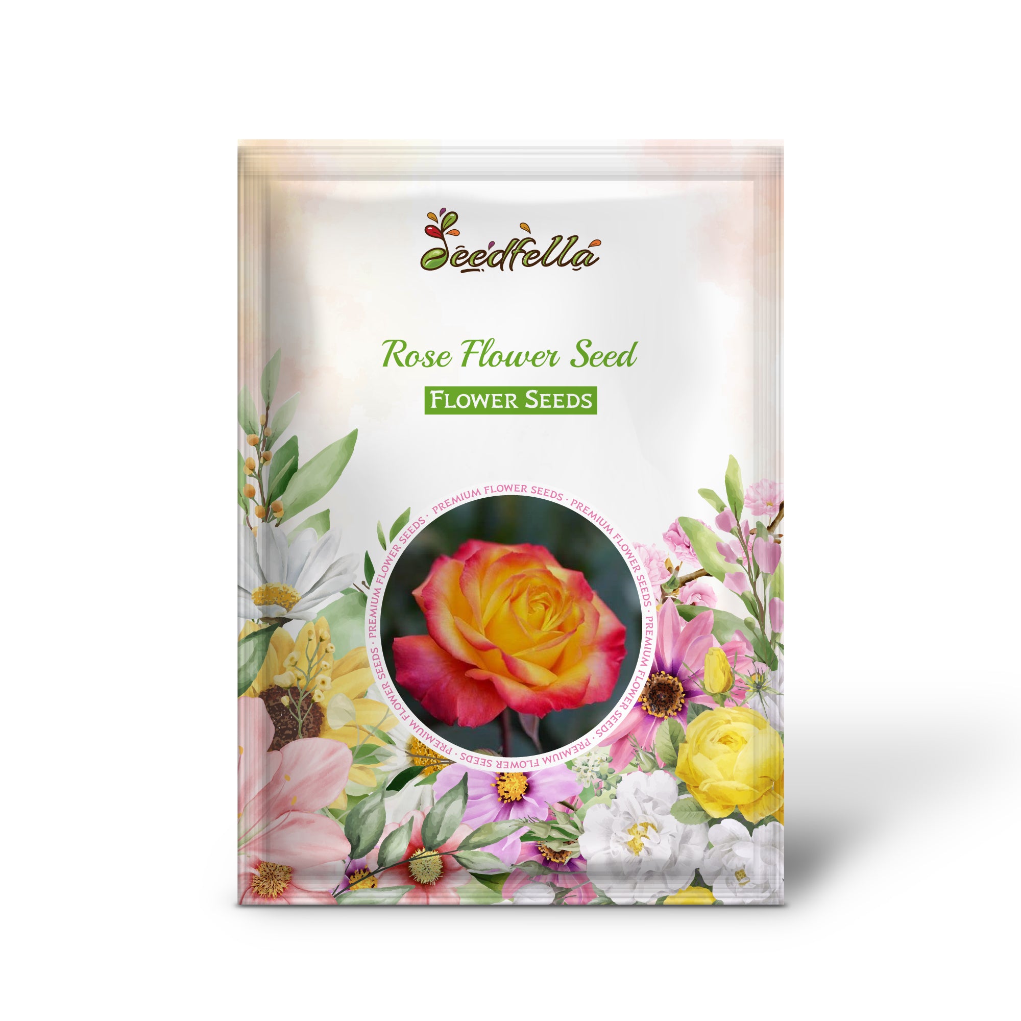 Two-Tone Yellow and Red Rose Blooms in Garden