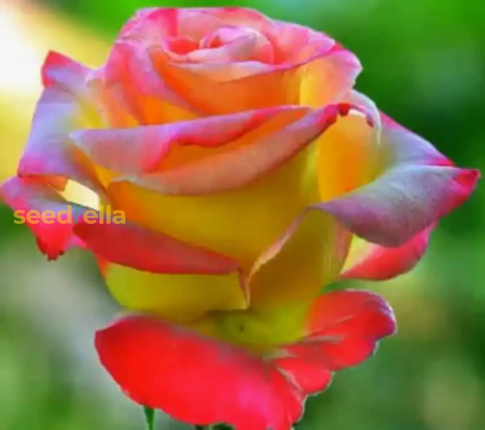 Tyrant Gold Rose Flower Planting Seeds For Vibrant Blooms - Premium Quality