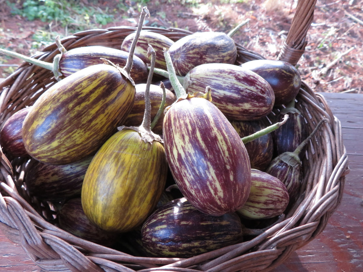 High quality Udumalpet eggplant seeds closeup