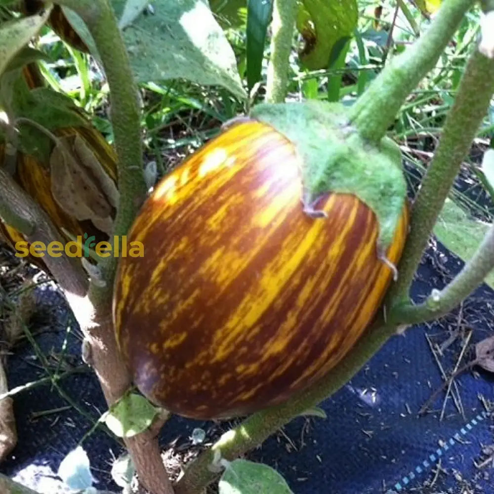 Udumalpet Eggplant Vegetable Seeds For Easy Planting Seeds