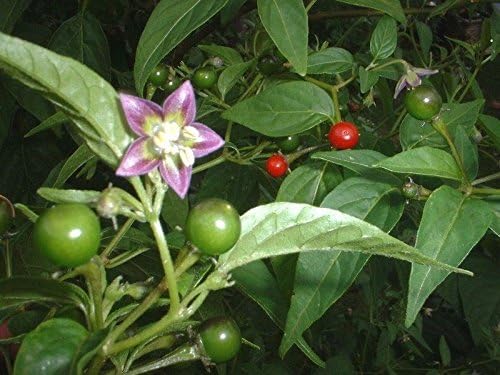 Ulupica hot pepper seeds ideal for home gardening