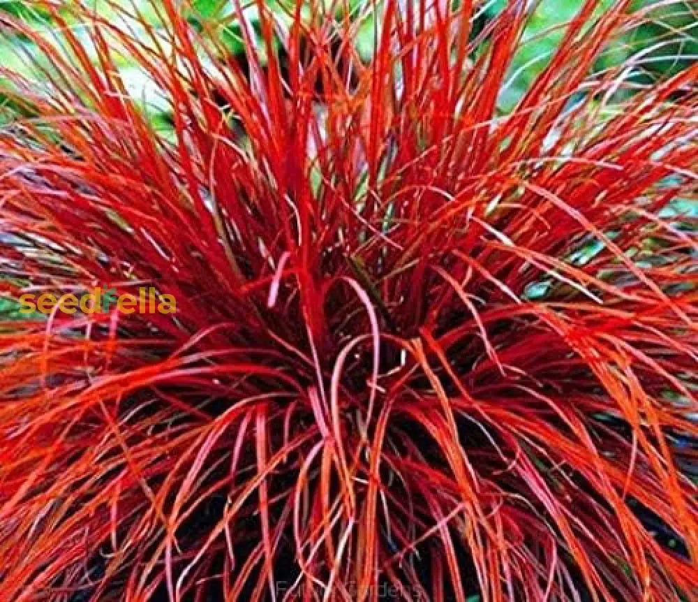 Uncinia Firedance Ornamental Grass Plant: Vibrant Red Foliage For Stunning Garden Displays Seeds