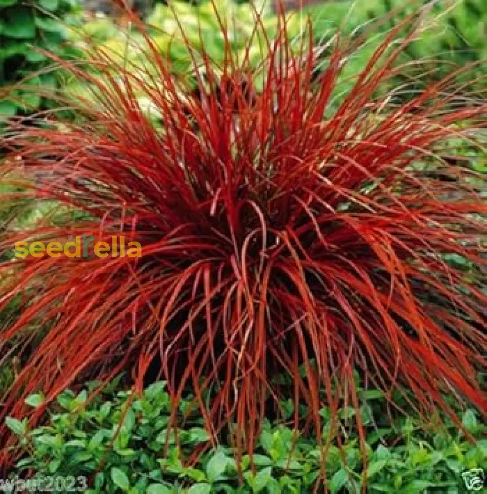 Uncinia Firedance Ornamental Grass Plant: Vibrant Red Foliage For Stunning Garden Displays Seeds