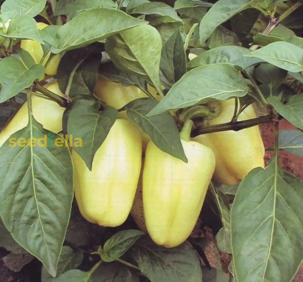 Ungarische Weisse seeds for planting in home gardens