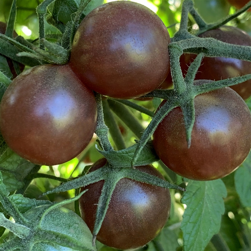Unique brown tomato variety growing in garden