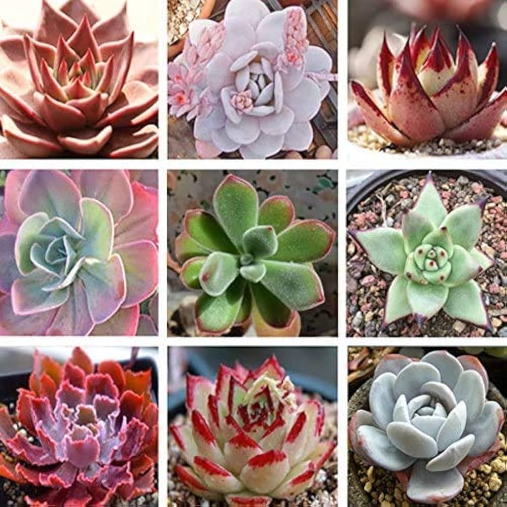 Unique Echeveria Rosette Seeds for Decorative Planting