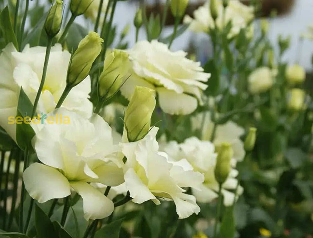 Unique Eustoma Flower Seeds For Planting: Create Sophisticated Green & White Floral Arrangements