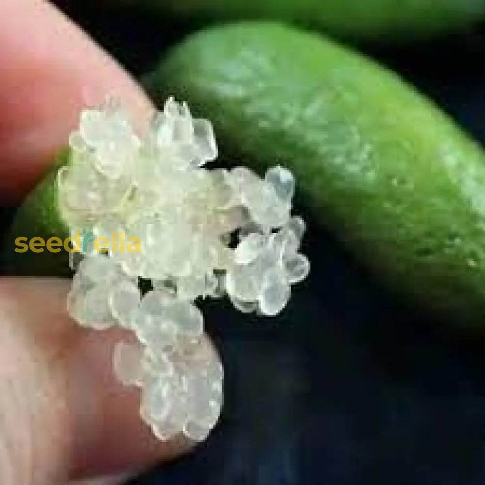 Unique Finger Lime Fruit Seeds for Home Garden