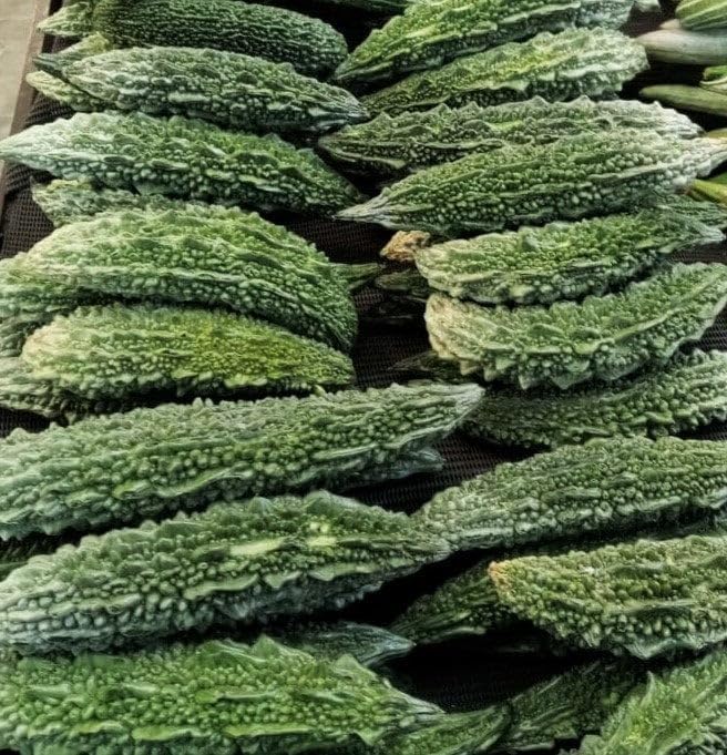 Unique flavor bitter melon seeds ideal for planting