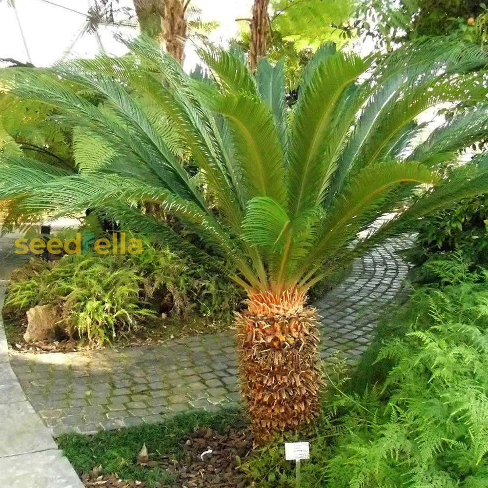 Unique Green Sago Cycas Plant Seeds For Easy Planting Seeds