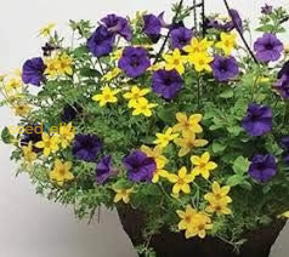 Unique Hanging Petunia Flower Seeds For Planting: Striking Blue And Yellow Blooms