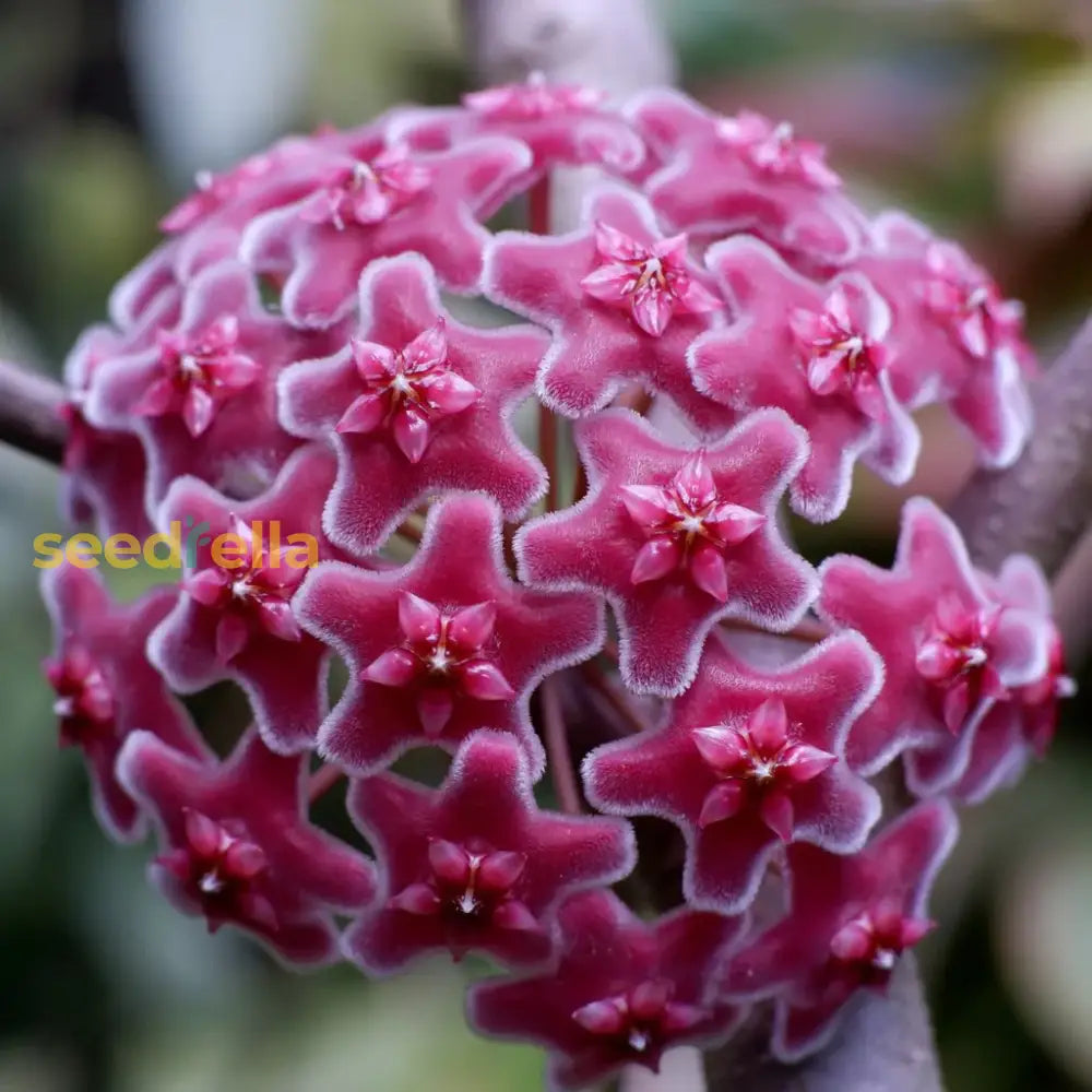 Unique Hoya Carnosa Flower Seeds For Planting Dark Maroon Blooms