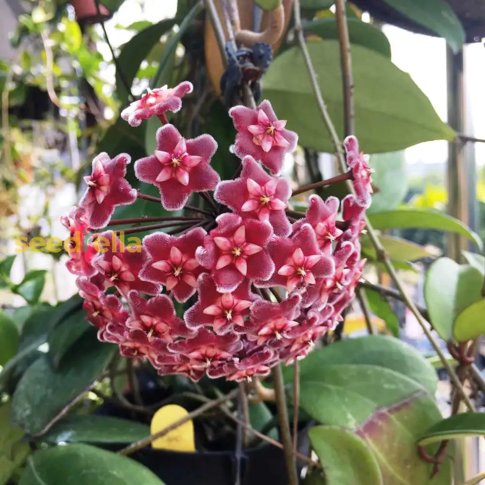 Unique Hoya Carnosa Flower Seeds For Planting Dark Maroon Blooms