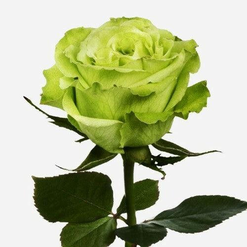 Unique Light Green Rose Flower Seeds for Planting