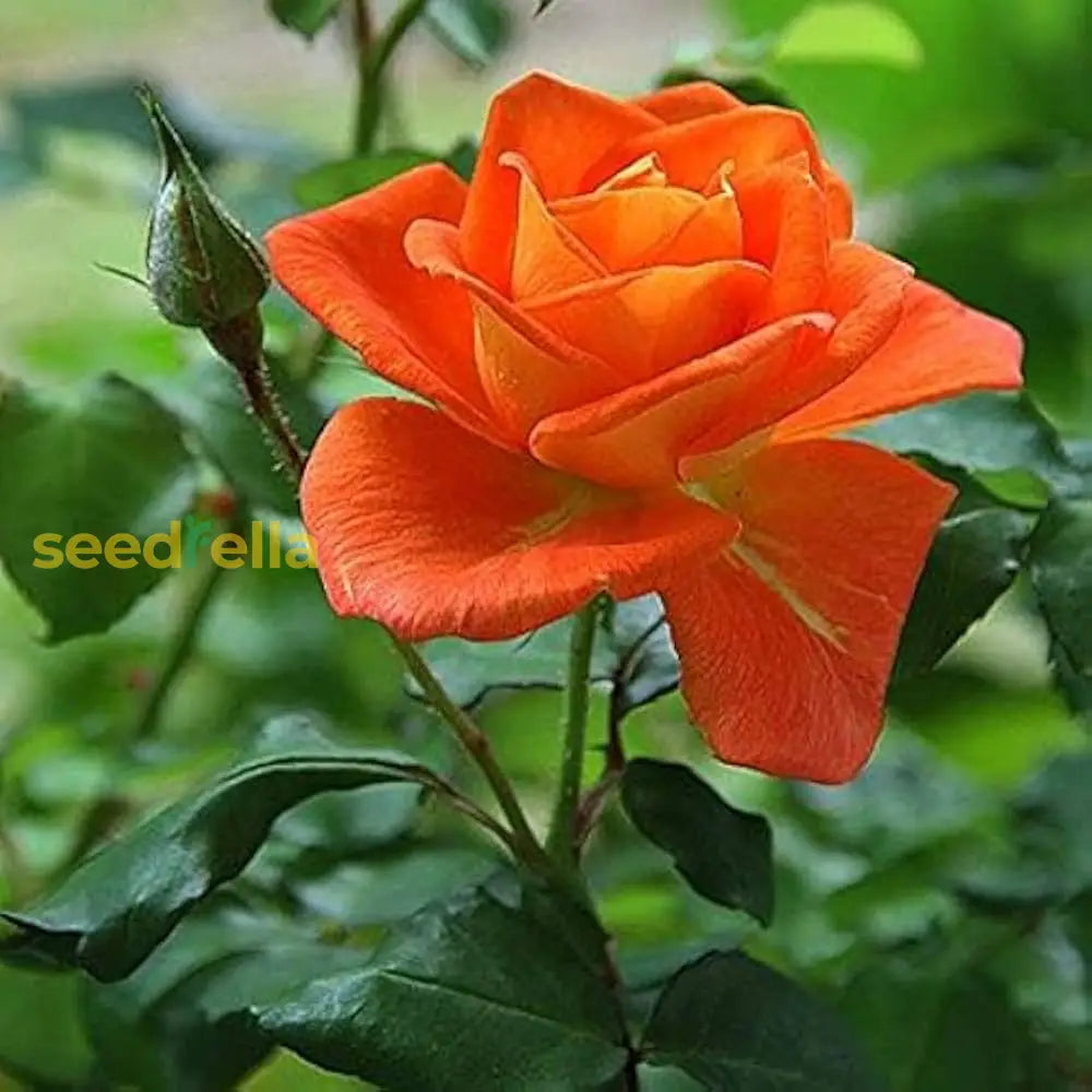 Unique Orange Roses Planting Seeds - Seed For Exceptional And Beautiful Floral Arrangements