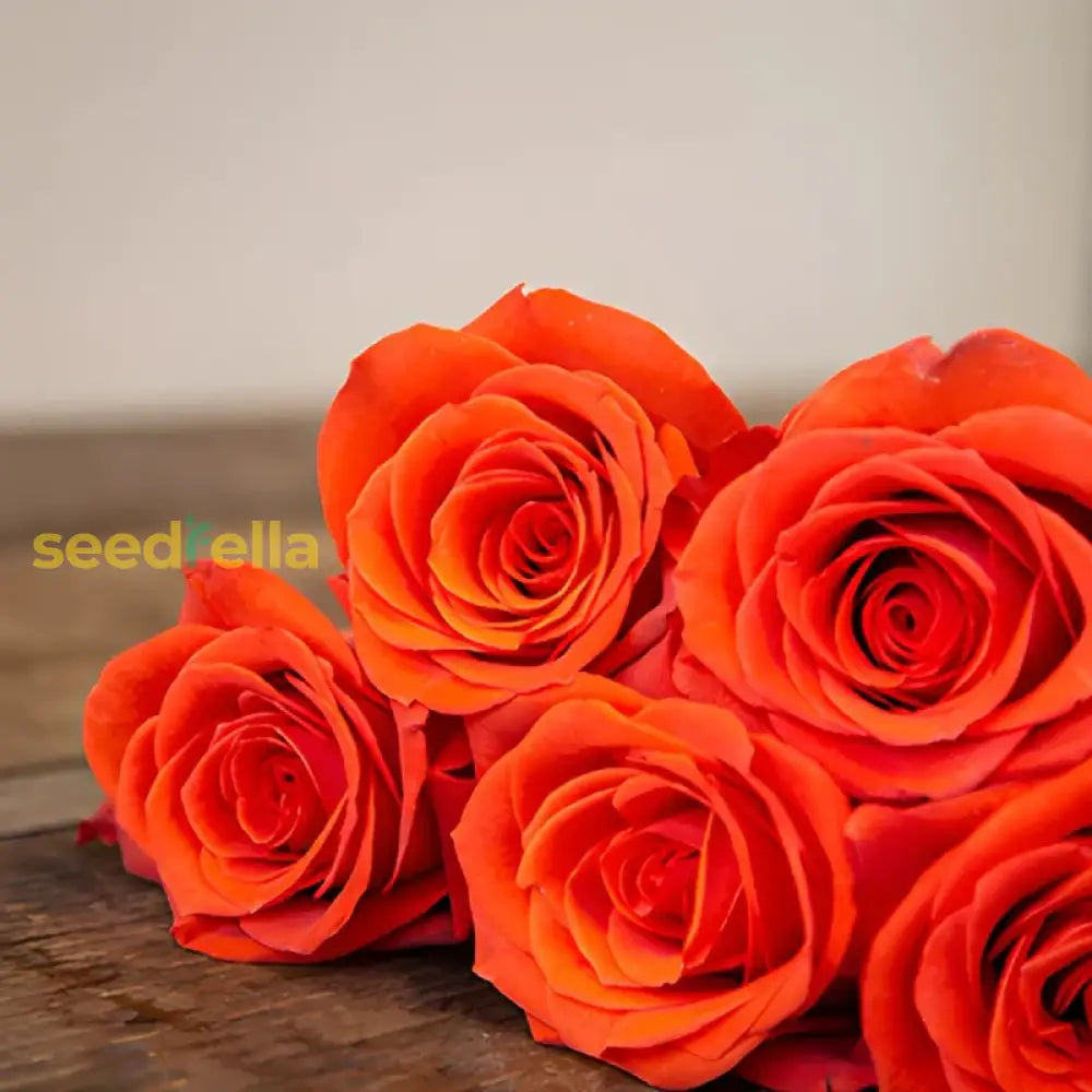 Unique Orange Roses Planting Seeds - Seed For Exceptional And Beautiful Floral Arrangements