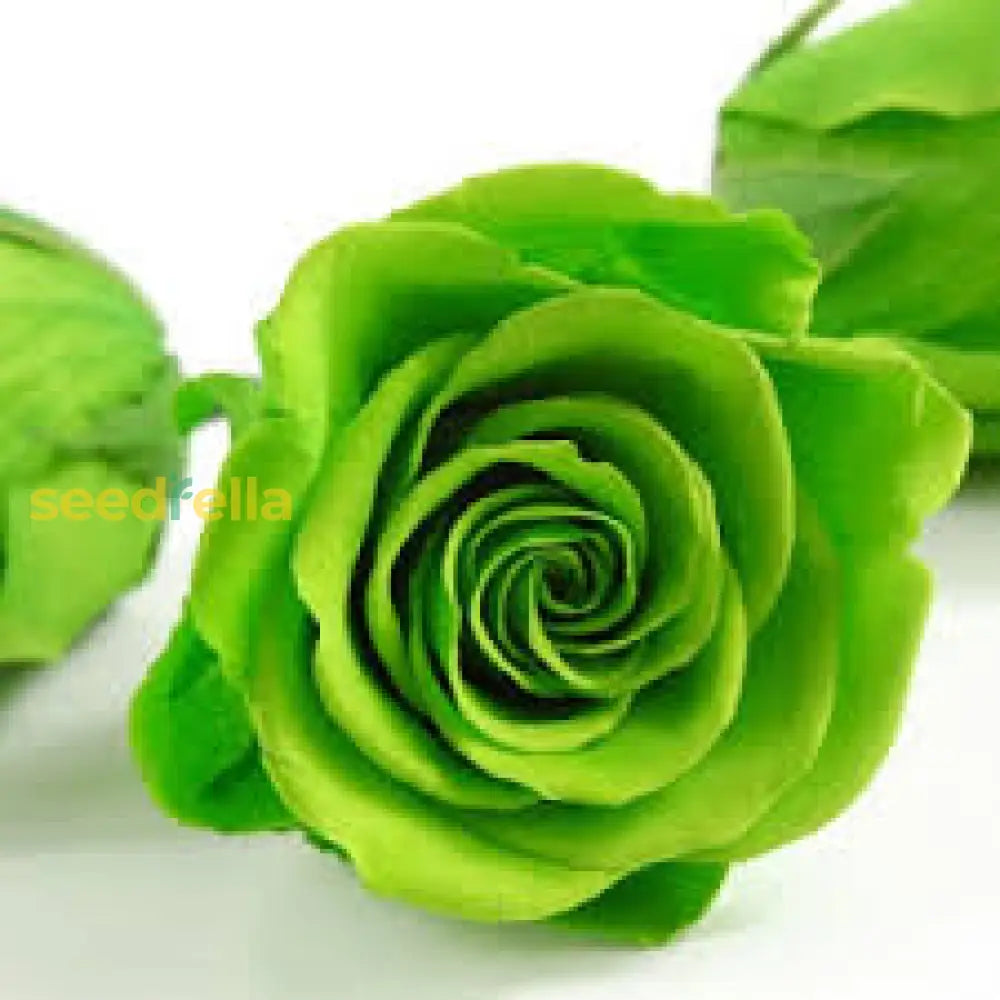 Unique Roses Sea Green Seeds For Planting - Stunning And Distinctive Blooms In Your Garden Flower