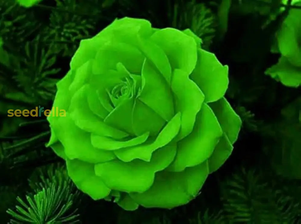 Unique Roses Sea Green Seeds For Planting - Stunning And Distinctive Blooms In Your Garden Flower