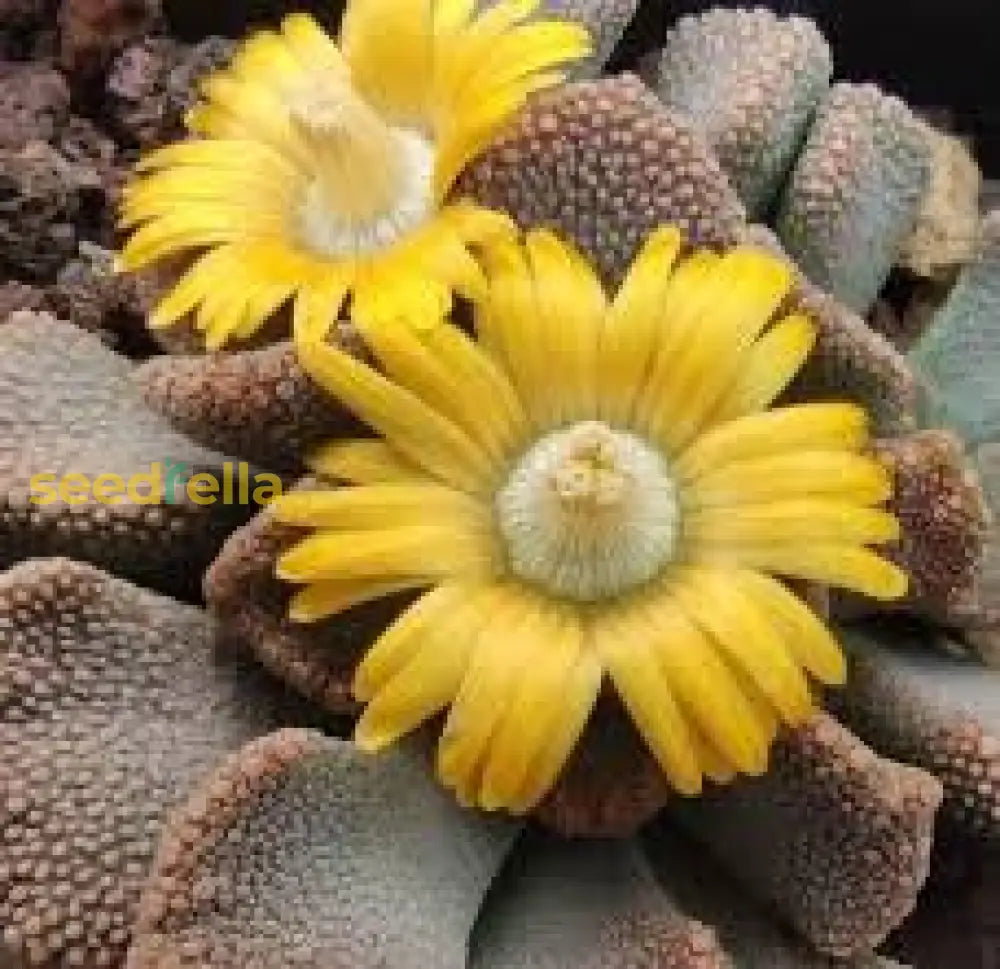 Titanopsis seeds with textured foliage and vibrant blooms
