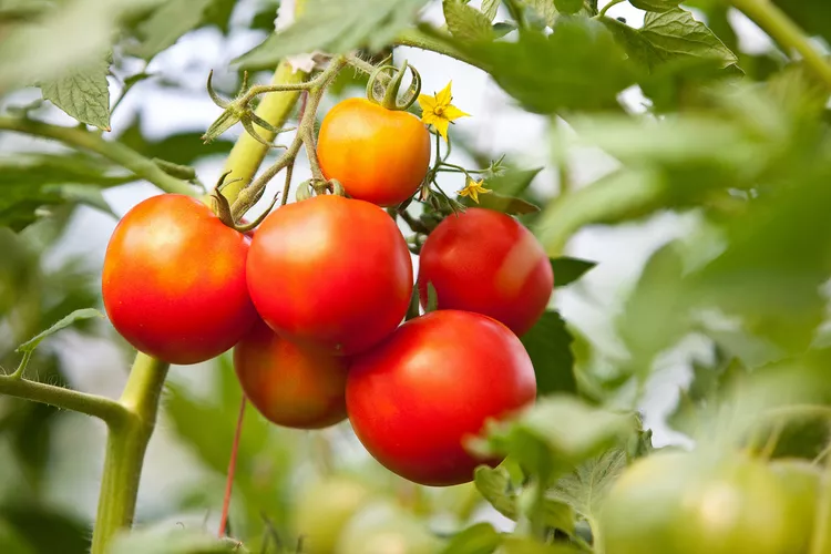 Tomato Tree seeds planting guide for gardeners