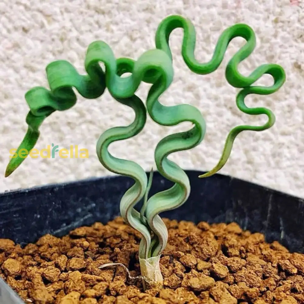 Unique Trachyandra Plant Seeds For Easy Planting