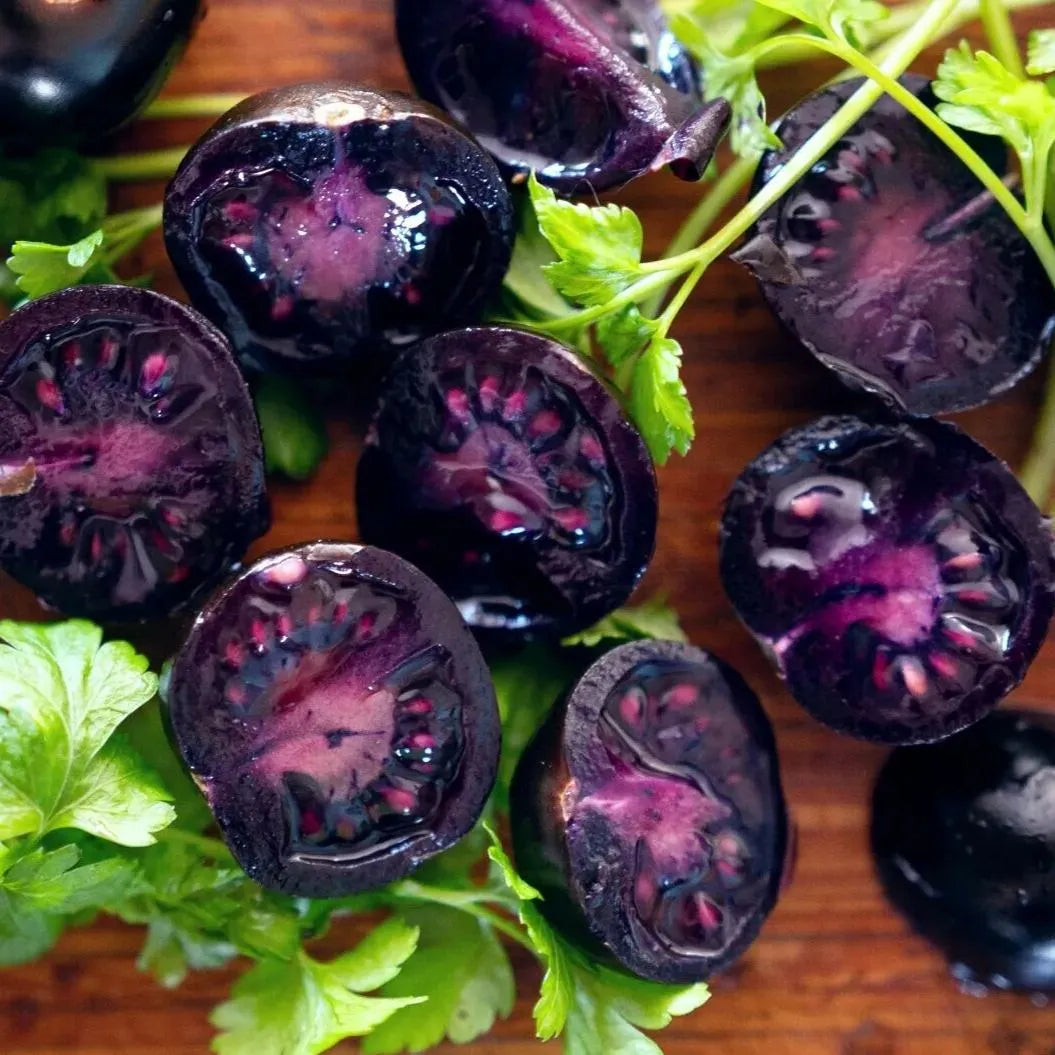 Unique violet tomato plant growing in garden