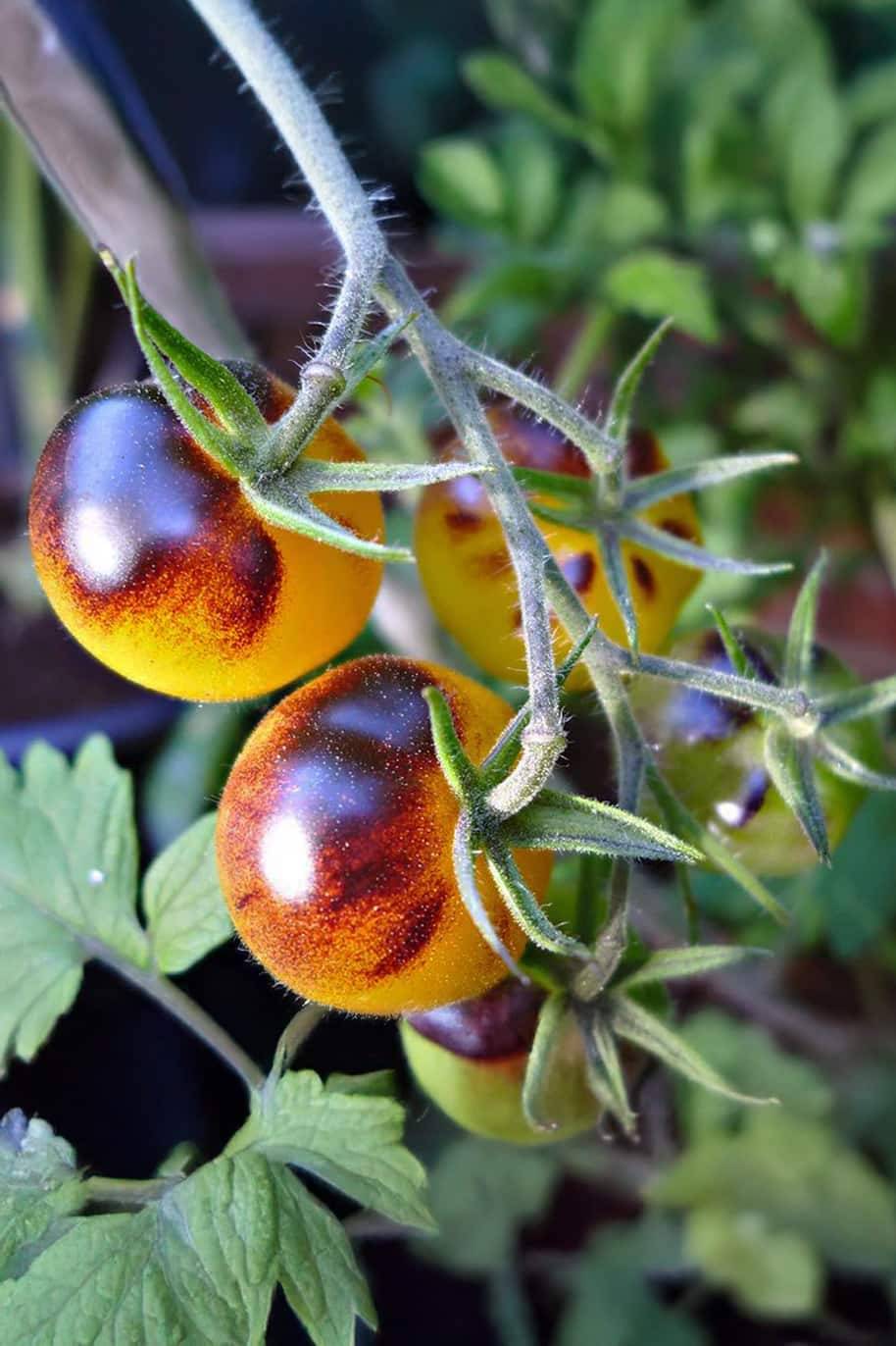 Unique Yellow Black tomato seeds for gardeners