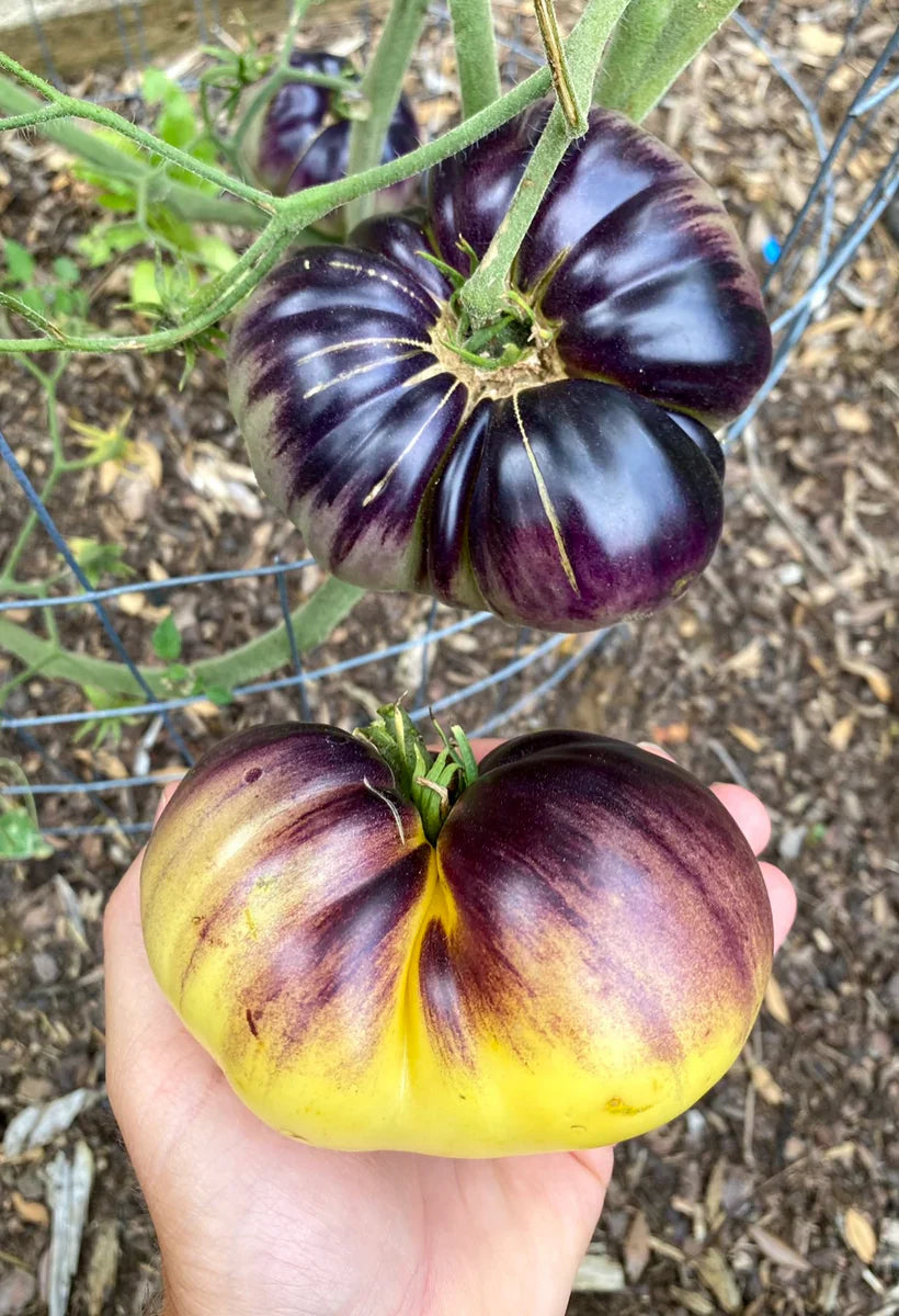 Unique bicolor yellow black tomato variety