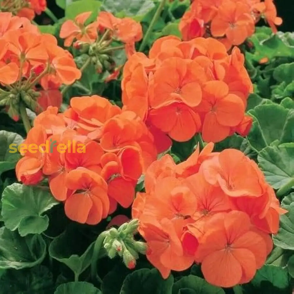 Univalve Geranium Flower Seeds For Planting In Orange And White - Seed Bright Cheerful Garden