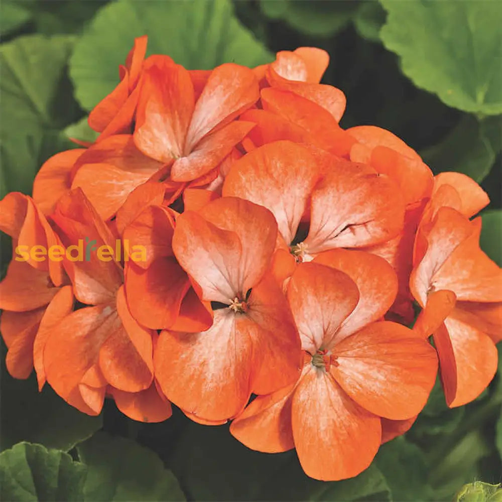 Univalve Geranium Flower Seeds For Planting In Orange And White - Seed Bright Cheerful Garden