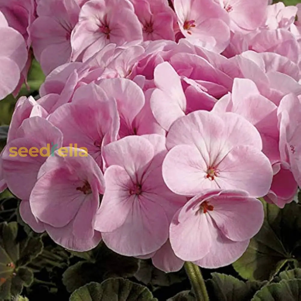 Univalve Geranium Flower Seeds For Planting Light Pink - Cultivate Beautiful Soft Geraniums With