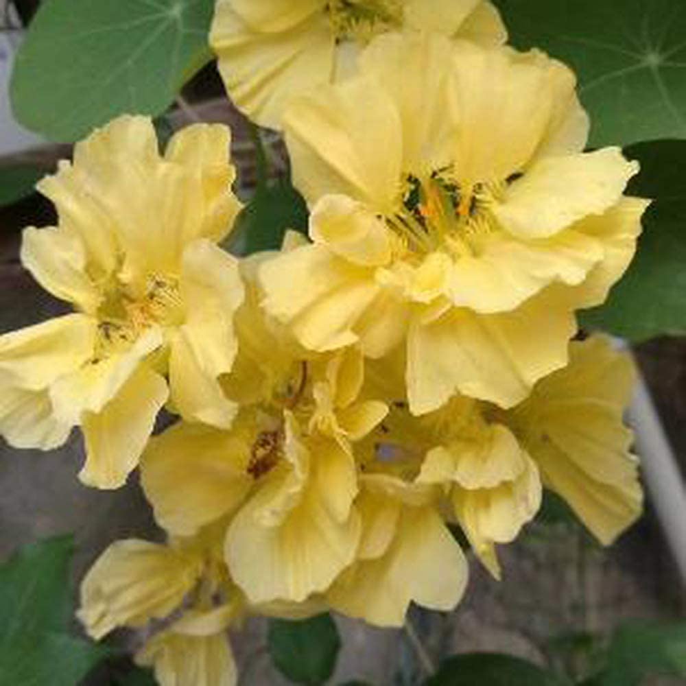 Univalve light yellow geranium seeds for planting