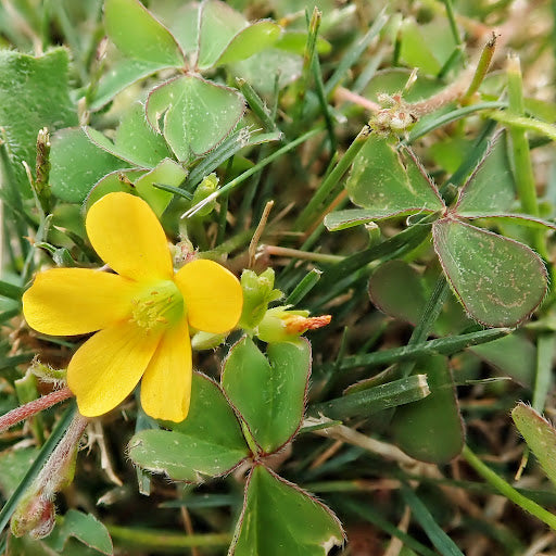 Yellow Oxalis Versicolor Flower seeds for Planting Seasonal Bloomer Heirloom & GMO Free Seeds for Home Garden 
 
 Sale seeds for home garden planting