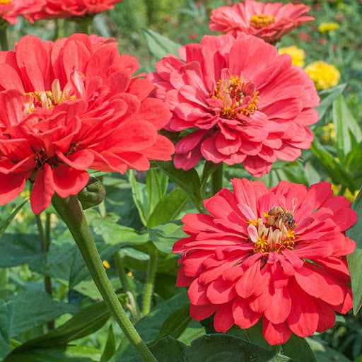 Zinnia (Zinnia Benary) seeds for planting in home garden