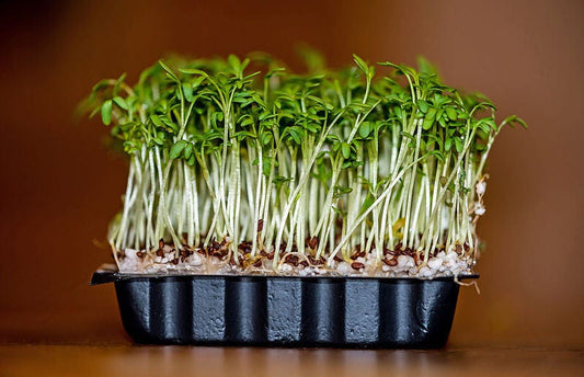 Upland Cress seeds Barbarea verna producing American Land Cress foliage